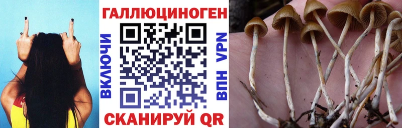 Галлюциногенные грибы Magic Shrooms  Бердск 